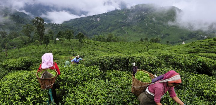 Culture, Traditions, and Festivals in Assam