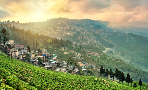 Things to Do in Darjeeling - Happy Valley Tea Estate