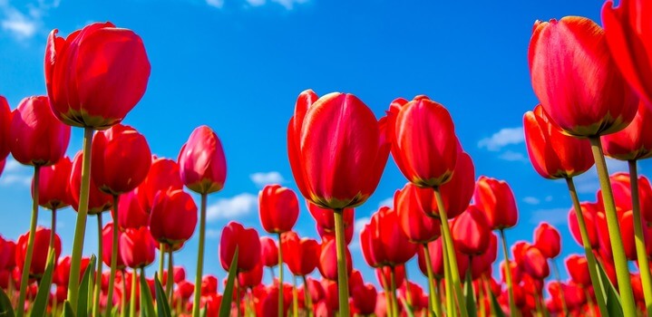 Tulip Festival in Kashmir