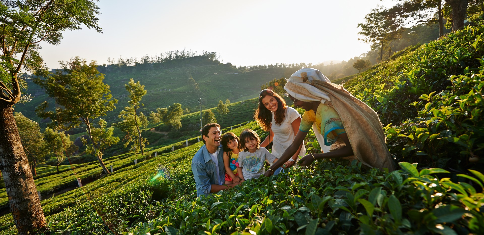 tea plantation in munnar