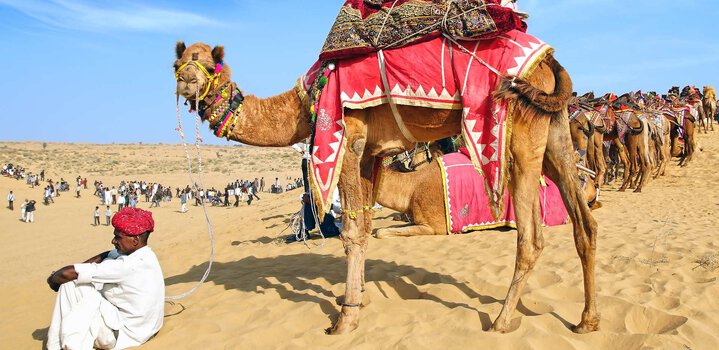 Bikaner Camel Festival 2024