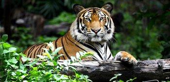 Tiger Spotted at the Highest Point in India