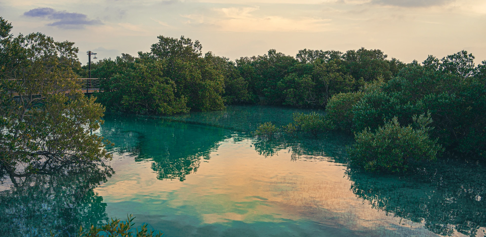 mangrove sites in India
