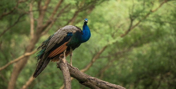 Discover India Series-Jhalana-peacock