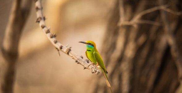 Discover India Series-Jhalana-Green bee-eater