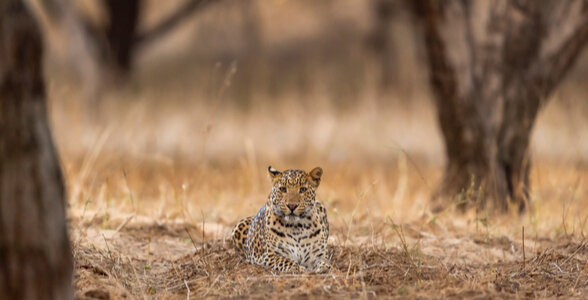 Discover India Series-Jhalana-leopard