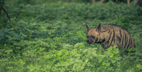 Discover India Series-Jhalana-Striped Hyena