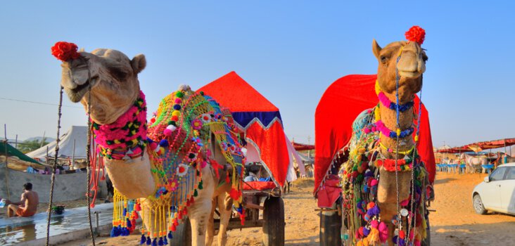 Pushkar Camel Fair 2025