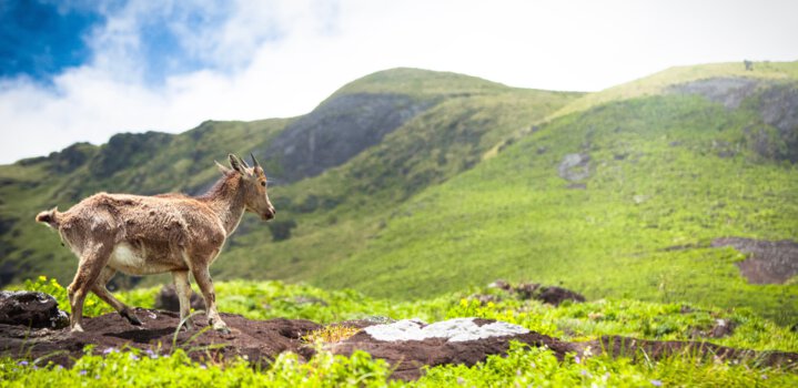 Eravikulam and Dachigam National Parks