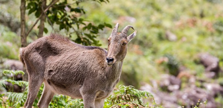Eravikulam National Park