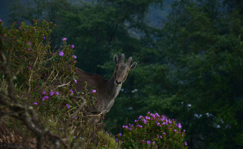 Eravikulam National Park Munnar