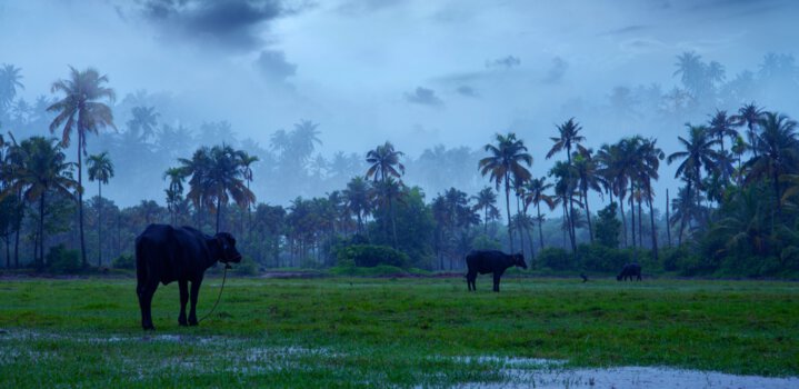 Monsoon in Kerala-