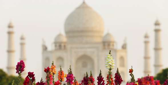 Flowers in front of Taj Mahal