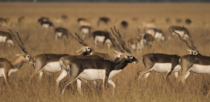 grassland safari in Solapur's