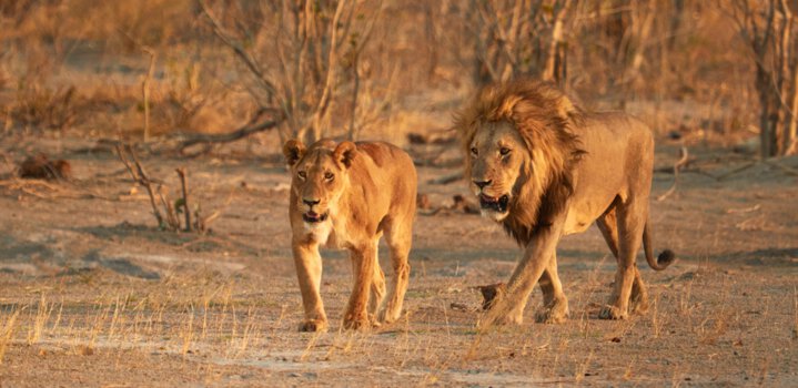 Lion-Leopard Safari Park