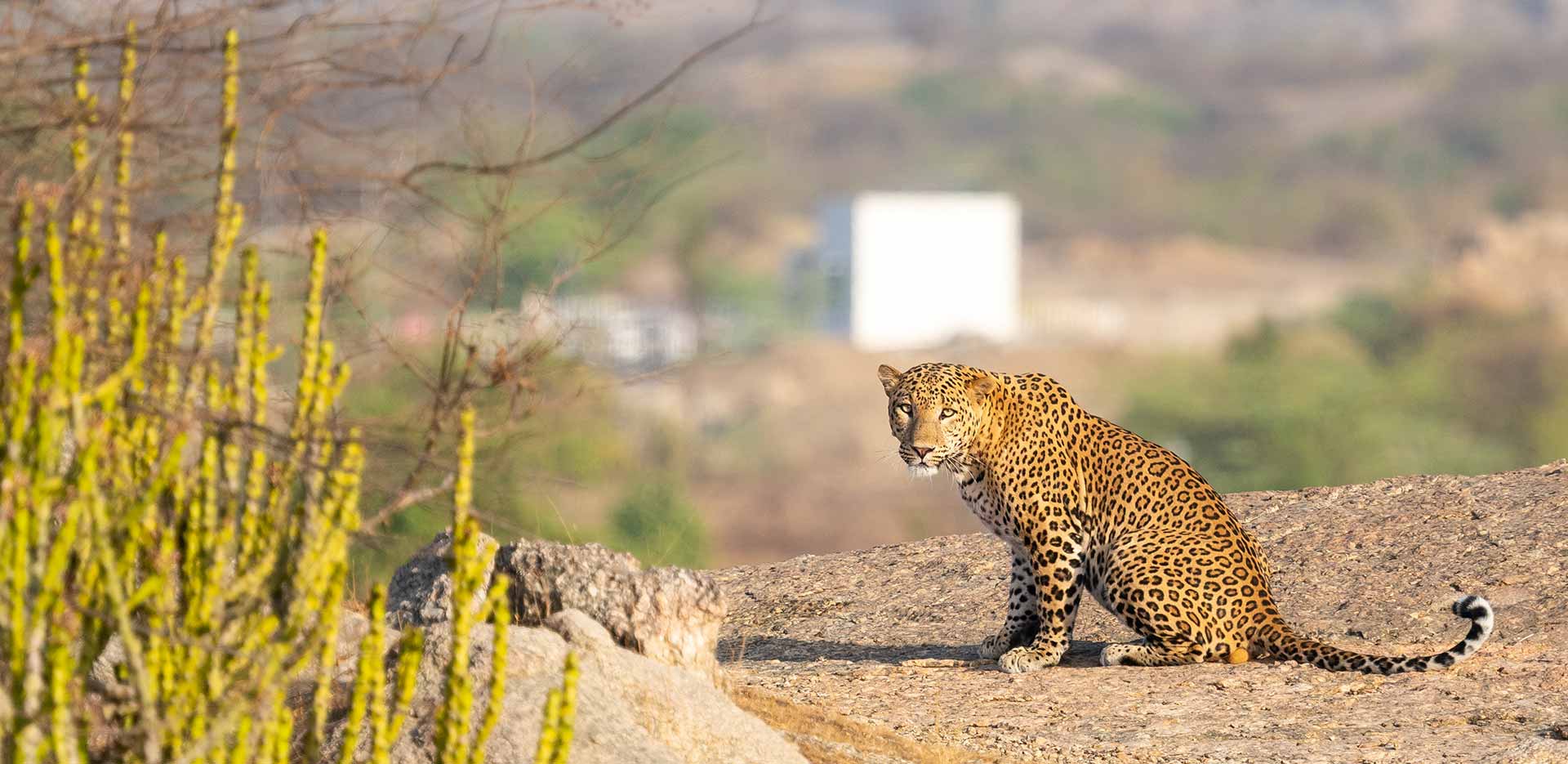 Places to Visit in Jawai