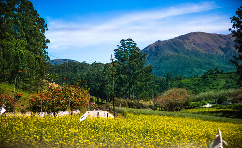 Hill Station in Munnar