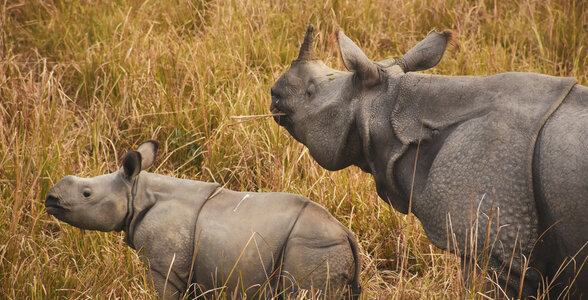 One-Horned Rhinos