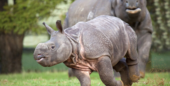 Important Facts - One-Horned Rhinos