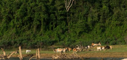 Assam National Parks and Wildlife Sanctuaries
