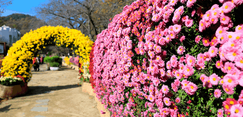 Kashmir Inaugurates First Chrysanthemum Garden