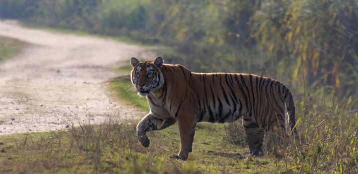 Kaziranga National Park