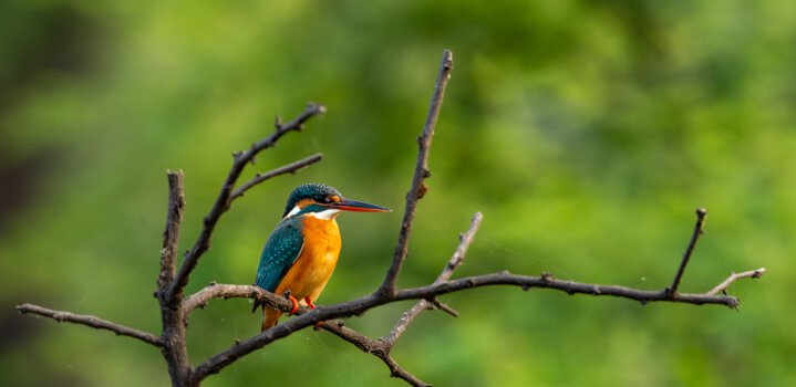 Keoladeo National Park