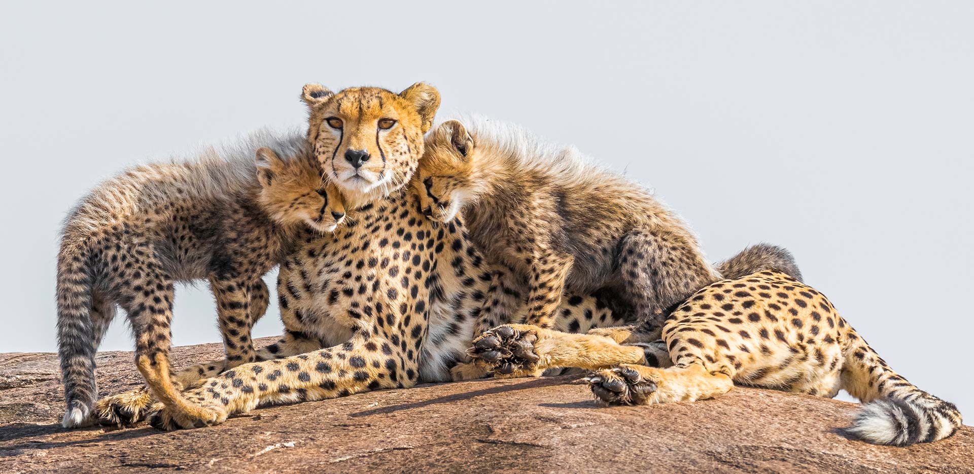 cheetahs at Kuno National Park