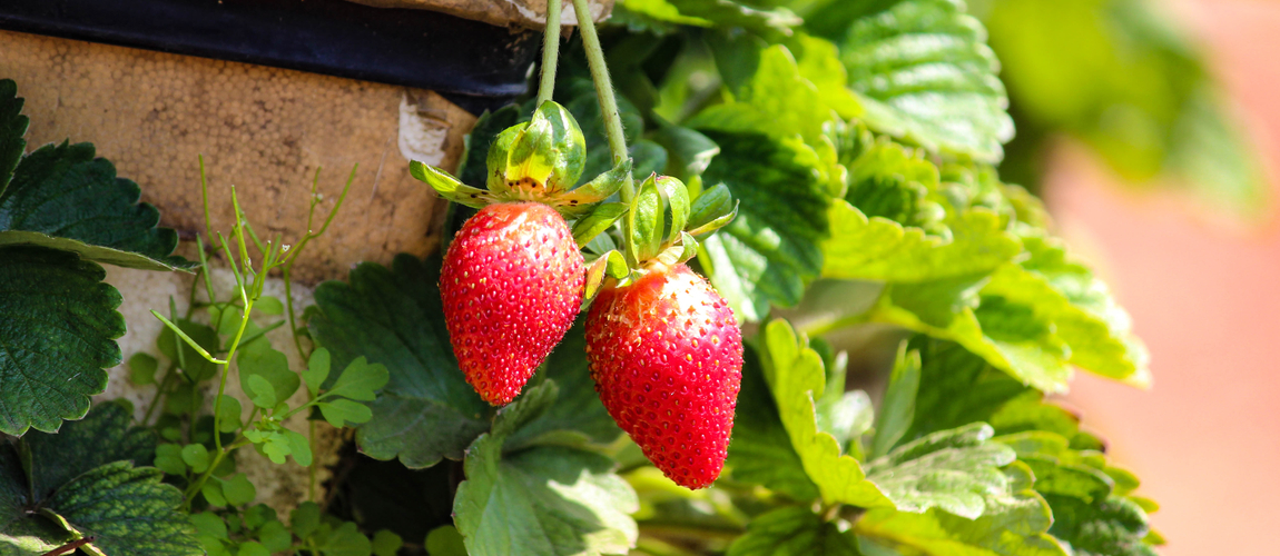 Strawberry Farm Visit In Mahabaleshwar