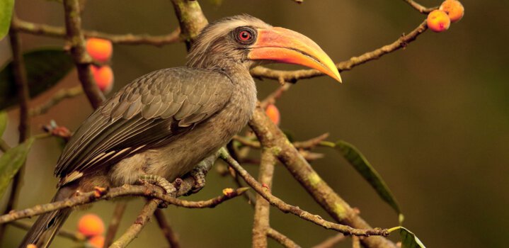Malabar Grey Hornbill