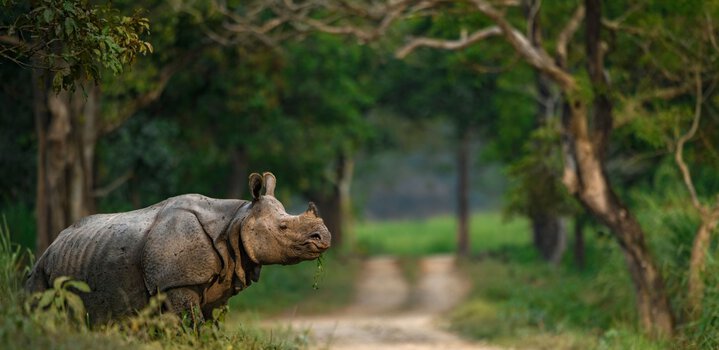 Kaziranga National Park in Assam