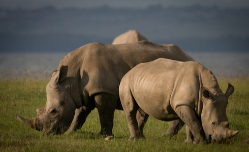 West Bengal Tourism - Dooars