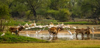 places to visit in Bharatpur