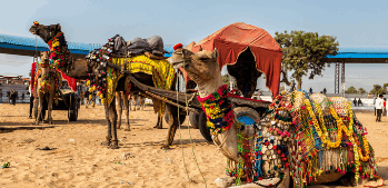 the Pushkar Camel Fair 2025