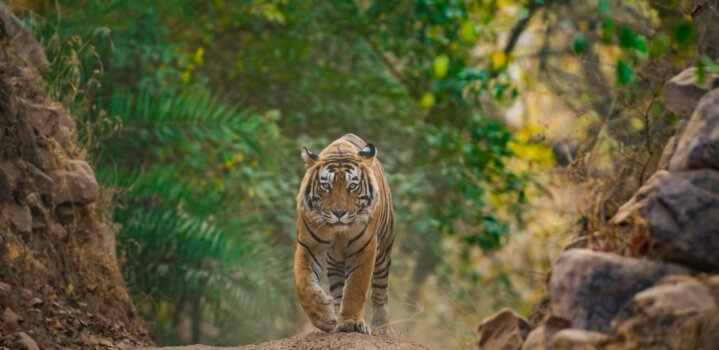 Ranipur Tiger Reserve in Chitrakoot U.P is being turned into an eco-tourism destination