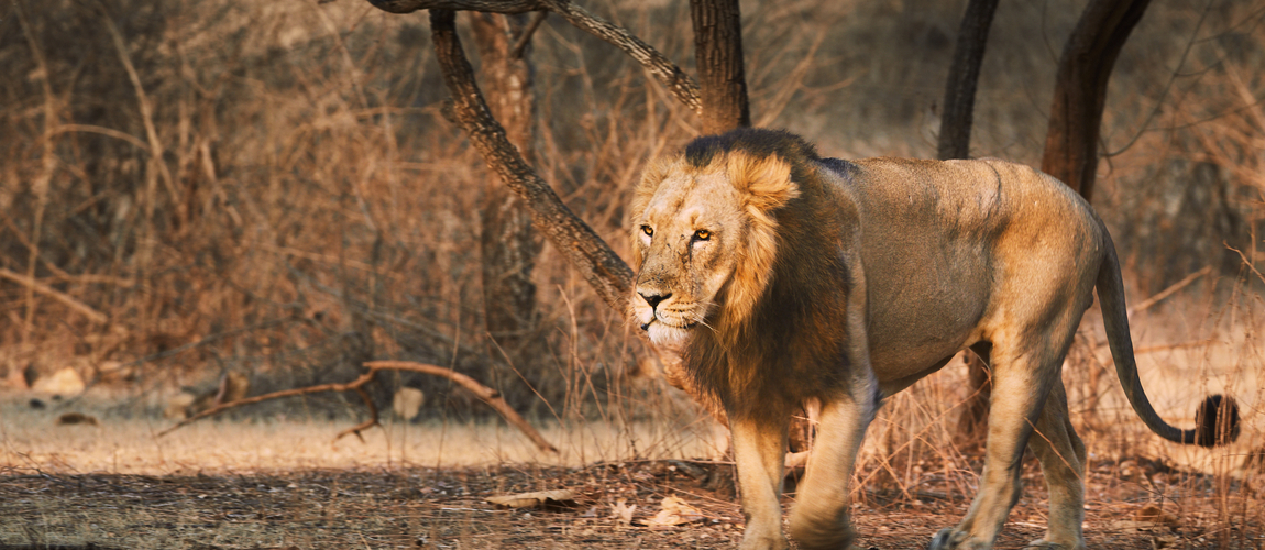 Family Vacation at Gir Forests