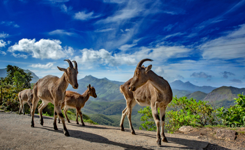 Nilgiri Tahr