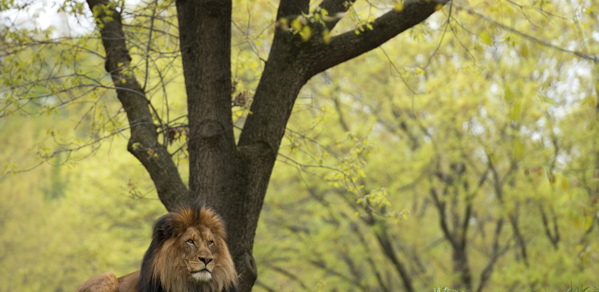 Things to do in Gir Forest