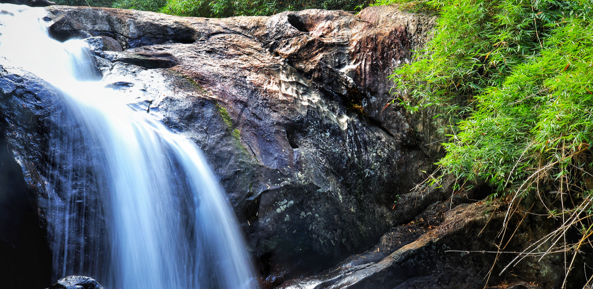 Rainforest Of Wayanad