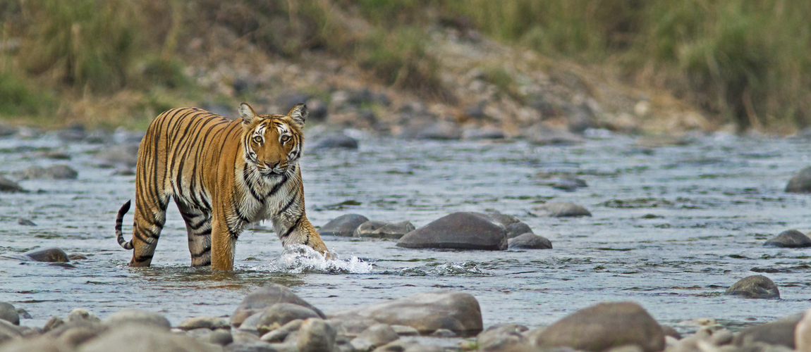 Tiger Crossing a river in Corbett National Park
