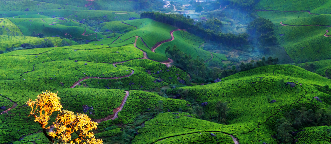 Top 30 Places To Visit In Munnar With Family