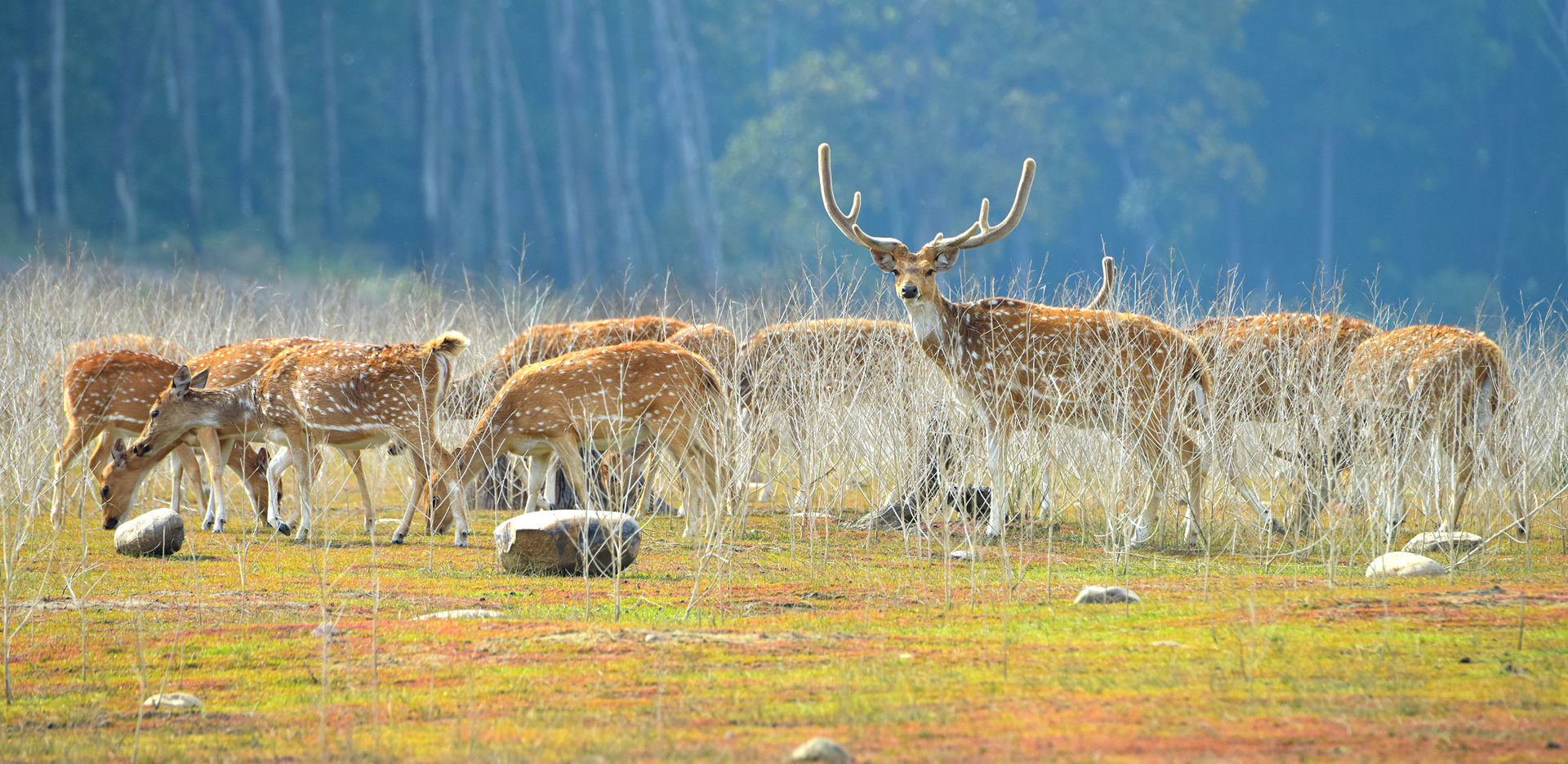 Deer grazinng in Jim Corbeet