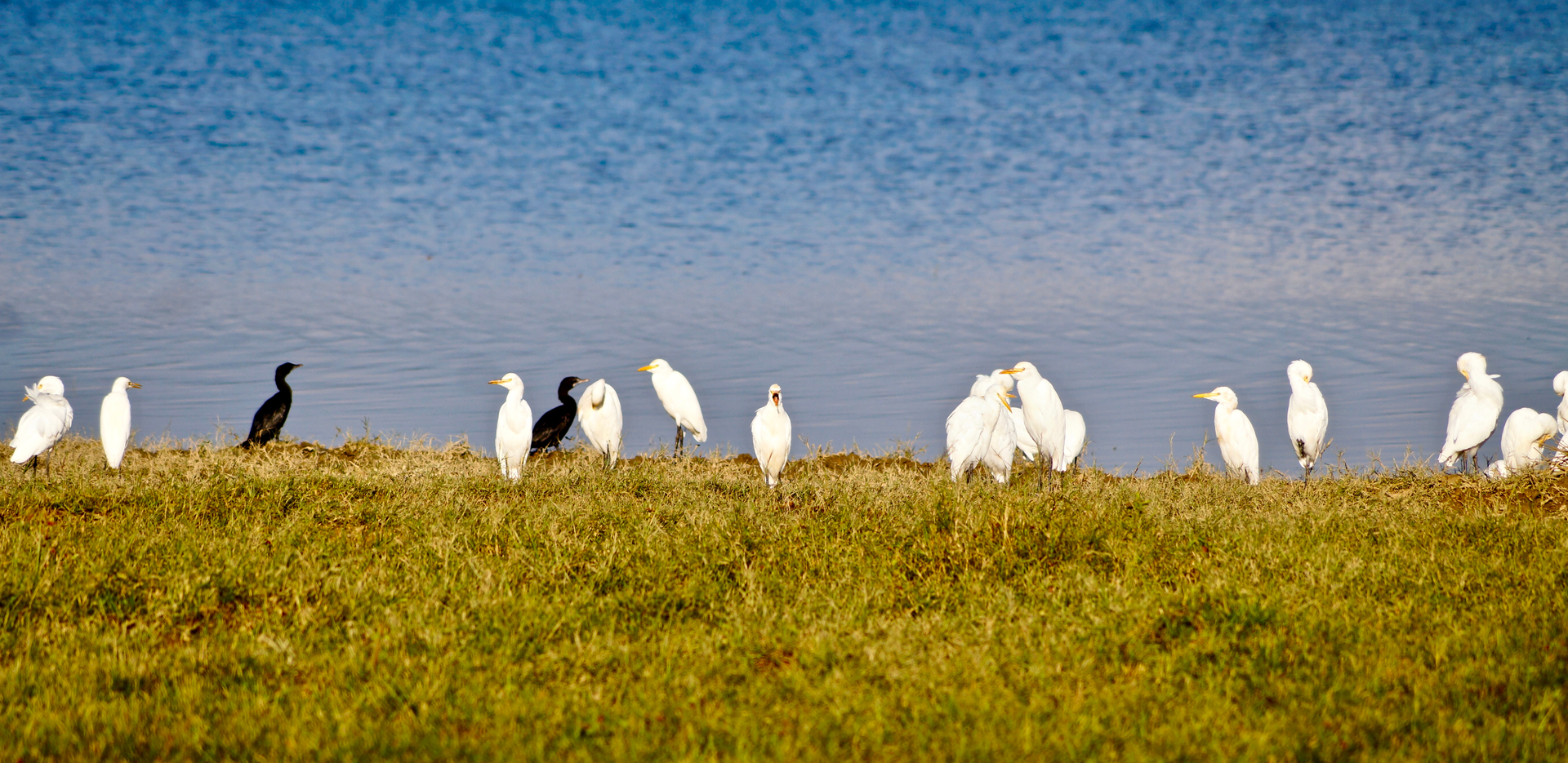 Migratory birds seen at Pong Dam Lake