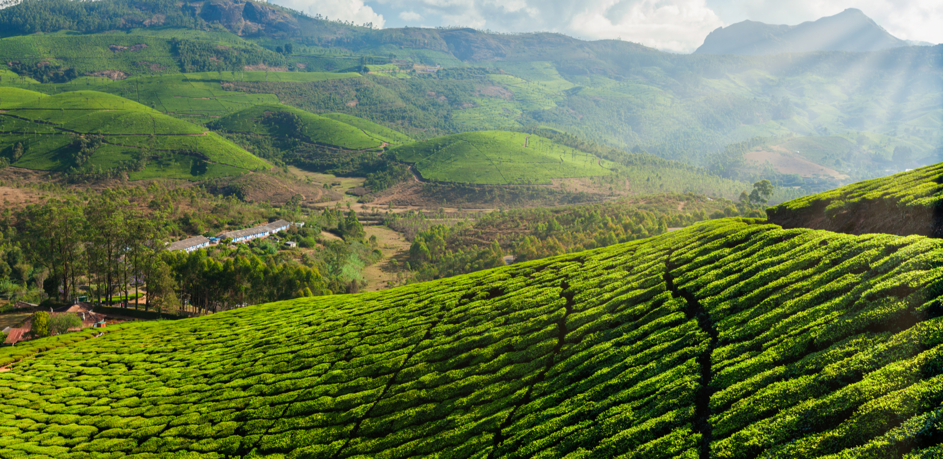 Tea plantations at Munnar