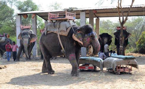 Dera Amer, Elephant Safari