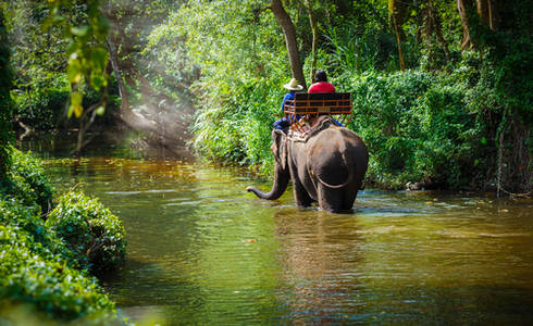 Things to do in Thekkady - Elephant Rides