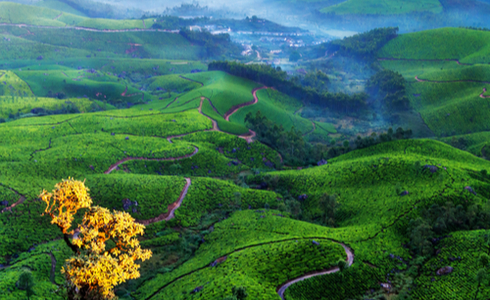 Places To Visit In Munnar - Pothamedu View Point