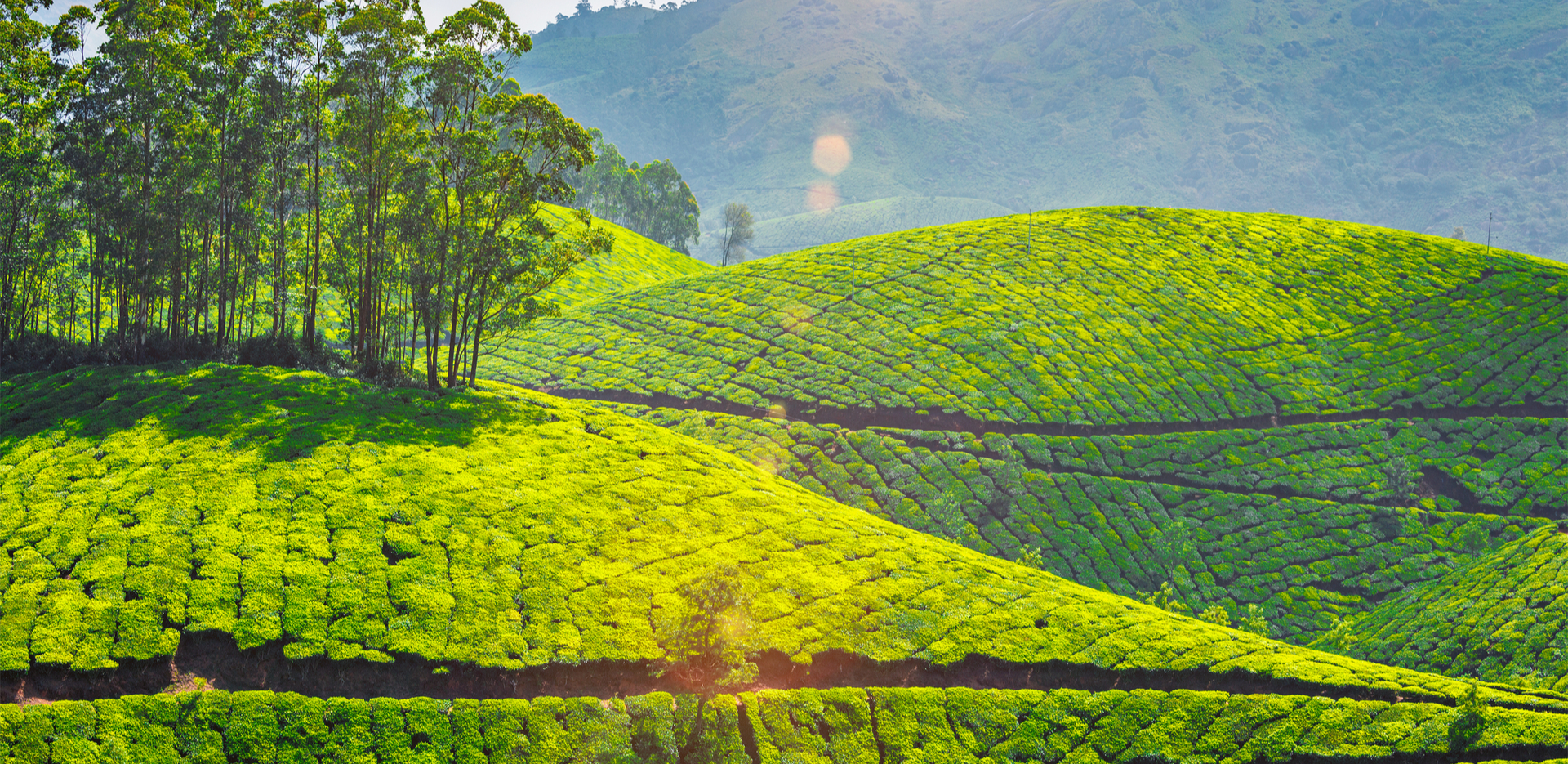 Munnar tea gardens