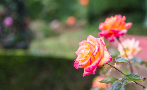 Rose Garden in Ooty