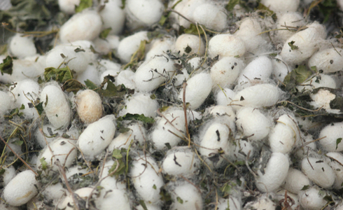 Things To Do In Yercaud - Yercaud Silk farm